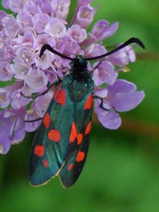 The local 6-spotted Burnet species - Zygaena subalpina © John Muddeman